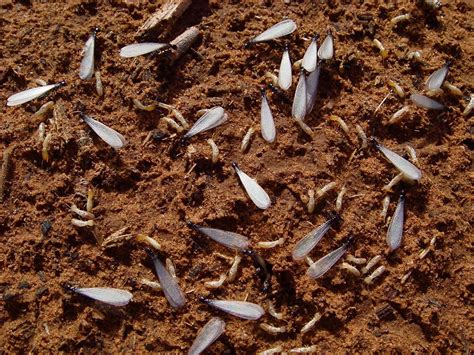 subterranean termite swarmer images
